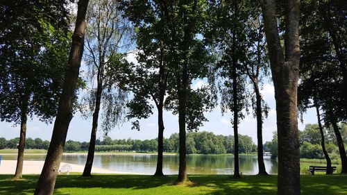 Trees by lake against sky