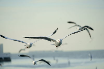Close-up of birds flying over water