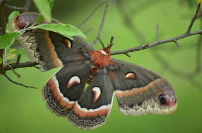 Close-up of butterfly on plant