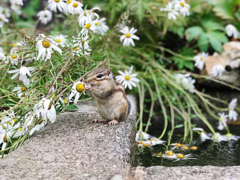 Close-up of squirrel on flower