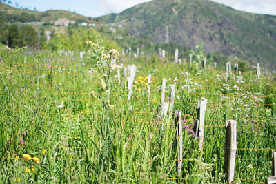 Plants growing on field against mountains