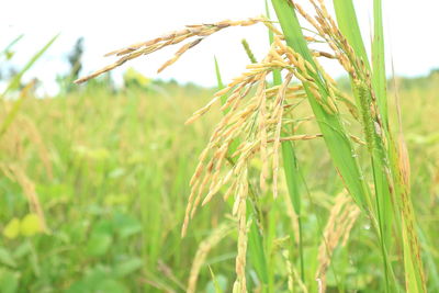 Close-up of stalks in field