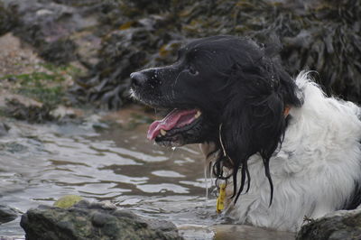 Close-up of dog in water