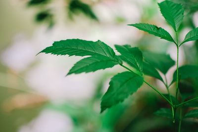 Close-up of leaves