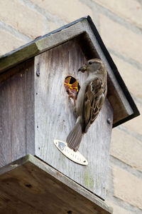 High angle view of a bird on wood