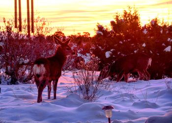 Horse standing on snow covered field during sunset