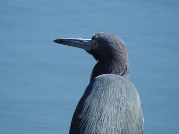 Close-up of bird against blue sky