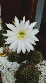 Close-up high angle view of white flower