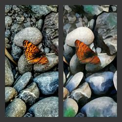 Butterfly on pebbles