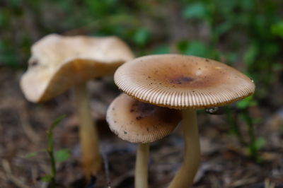 Close-up of mushroom growing in forest