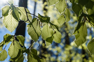 Low angle view of leaves on tree