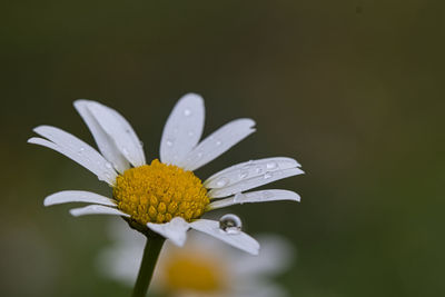 Close-up of white daisy flower