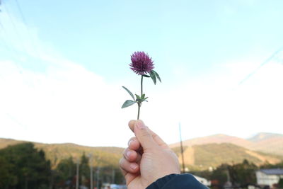 Cropped hand holding flower