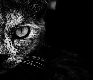 Close-up portrait of a cat