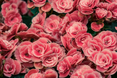 Full frame shot of pink roses