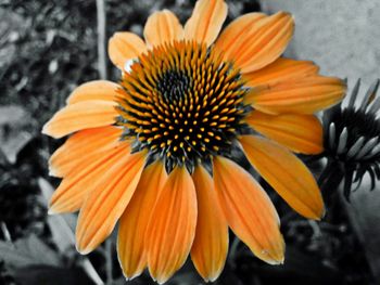 Close-up of yellow flower