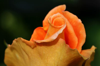 Close-up of orange rose blooming outdoors