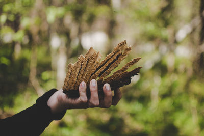 Close-up of hand holding wood in forest