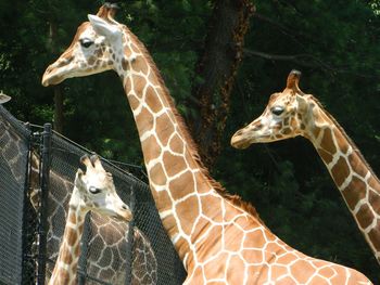 Giraffes by fence at park