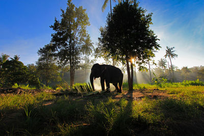 Elephant standing on field against sky