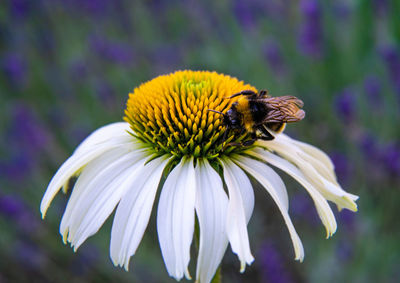 Close-up of insect on flower