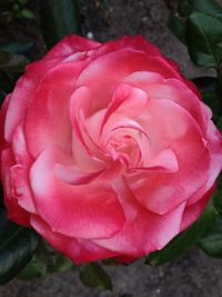 Close-up of pink rose