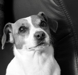 Close-up portrait of dog