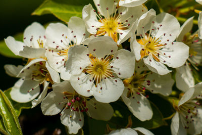 Close-up of white flowers
