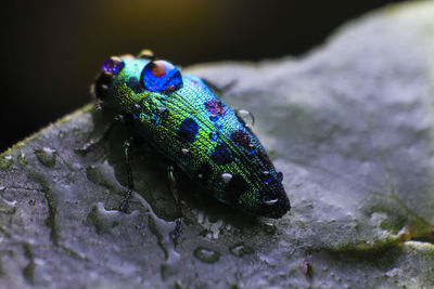 Close-up of insect