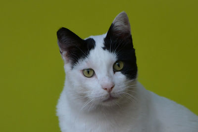 Close-up portrait of a cat