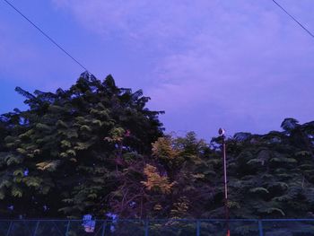 Low angle view of trees against blue sky