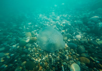 Fish swimming in sea