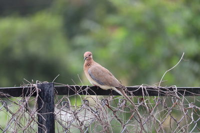 Bird perching on a fence