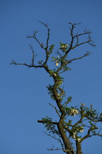Low angle view of tree against clear blue sky