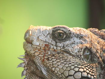 Close-up of iguana