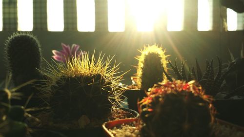 Close-up of flowers at night