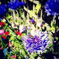 Close-up of purple flowers