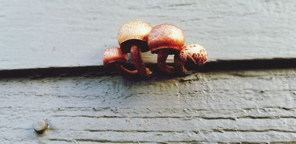 Close-up of mushroom growing on wood