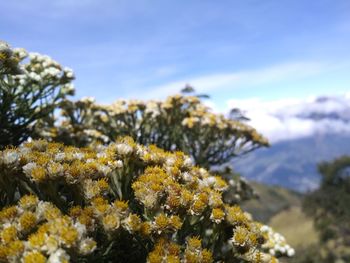 Close-up of yellow flowering plants on land against sky