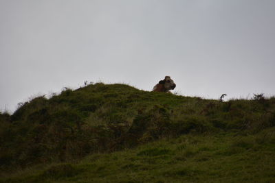 View of a sheep on a field