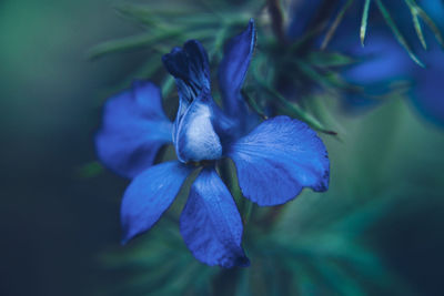 Close-up of blue flowering plant