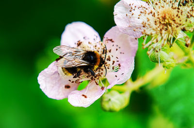 Close-up of bee pollinating on flower