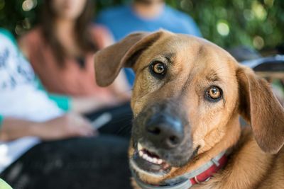 Close-up portrait of brown dog