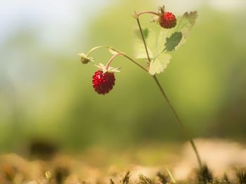 Close-up of red berries on plant