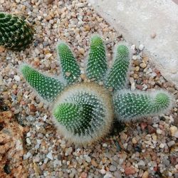 Close-up of cactus plant