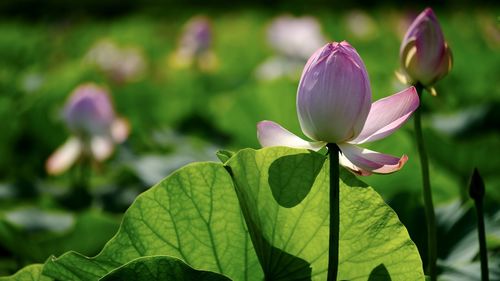 Close-up of pink water lily