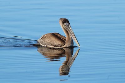 Duck swimming in a lake