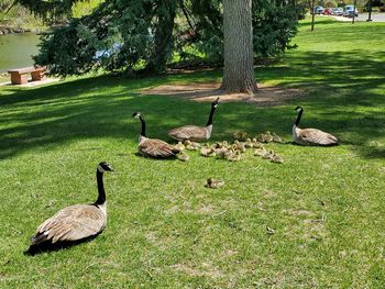 Ducks on grassy field