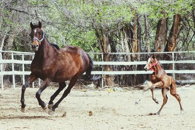 Horse on tree