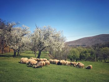 Sheep on tree against clear sky